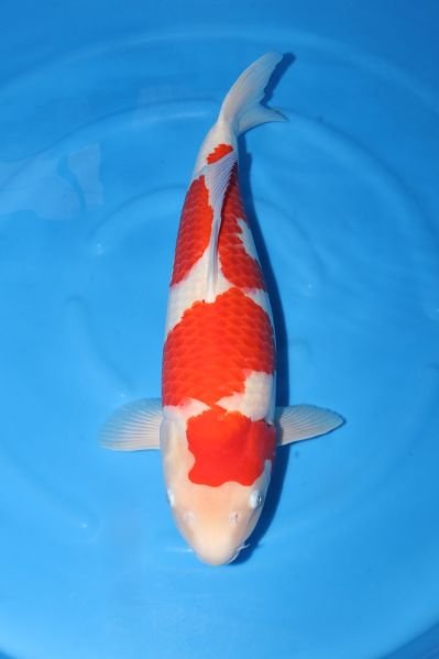 Fichier:Kohaku.jpg